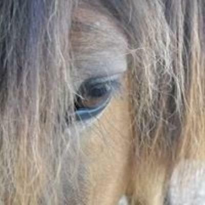 Ferme Equestre Les Chevaliers 호텔 Penol 외부 사진